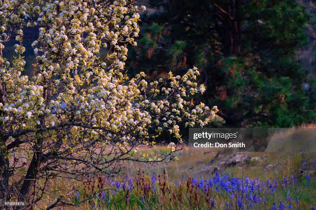 Blossoms and Wildflowers