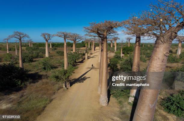 avenue de baobab, madagascar - avenida imagens e fotografias de stock