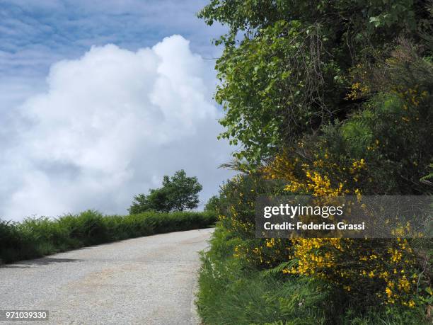 scotch broom (cytisus scoparius) along mountain road - scotch broom stockfoto's en -beelden