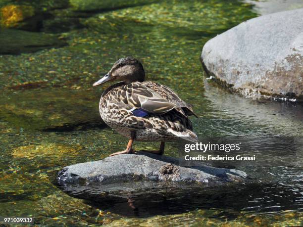 female mallard sitting on a rock in mountain stream - see lake waterfowl stock-fotos und bilder