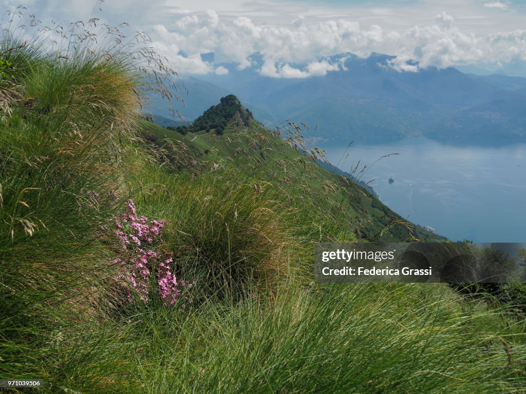 Saponaria Ocymoides (Soapwort) Flowering On Mount Morissolino