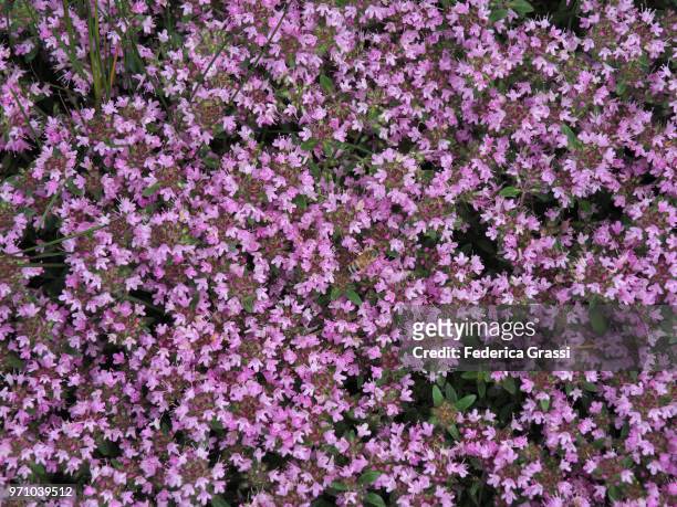 wild thyme flowers (thymus serpyllum) - cannobio stock pictures, royalty-free photos & images