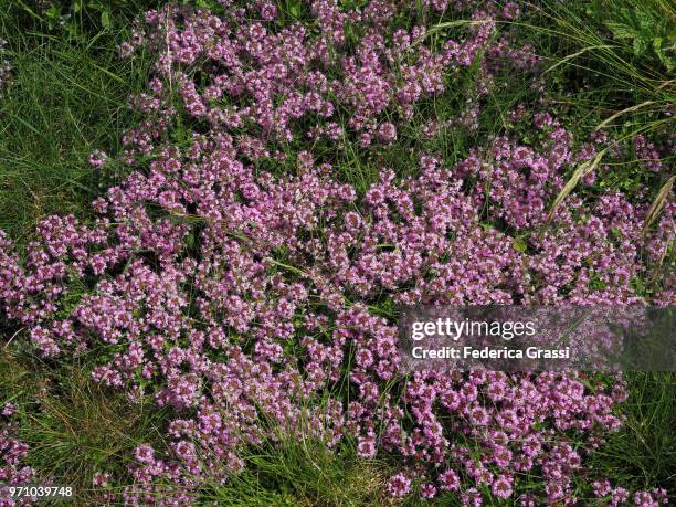 wild thyme flowers (thymus serpyllum) - bachblüten stock-fotos und bilder