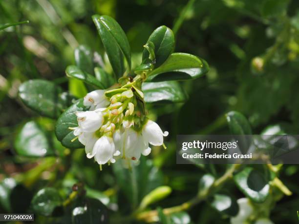 arctostaphylos uva-ursi (kinnikinnick or bearberry) - arctostaphylos uva ursi stock-fotos und bilder