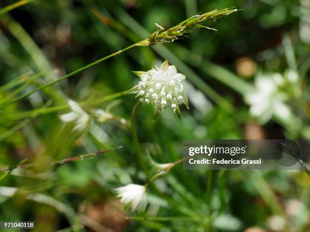 astrantia minor (lesser masterwort) - cannobio stock pictures, royalty-free photos & images