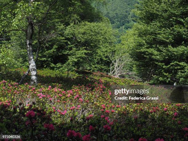 mountain slopes with wild rhododendrons in the lepontine alps - cannobio imagens e fotografias de stock