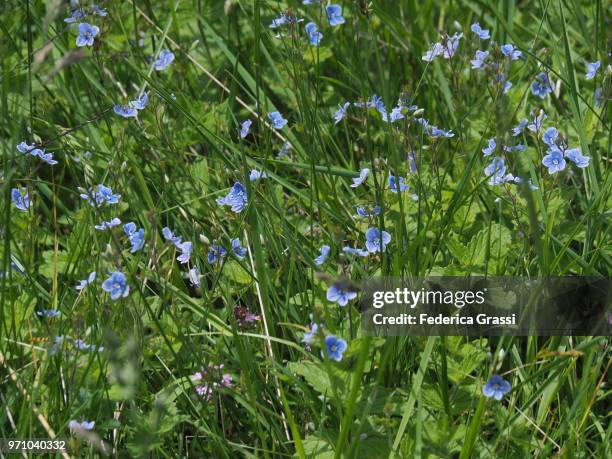 tiny flowers of veronica chamaedrys - cannobio stock pictures, royalty-free photos & images