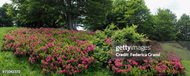 panorama view of mountain pasture covered with wild rhododendrons - cannobio foto e immagini stock