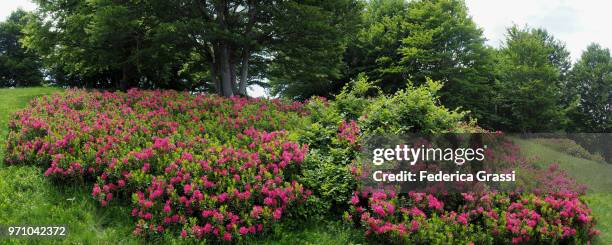 panorama view of mountain pasture covered with wild rhododendrons - cannobio imagens e fotografias de stock