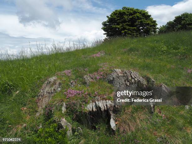 alpine pasture with flowering creeping thyme - cannobio stock pictures, royalty-free photos & images