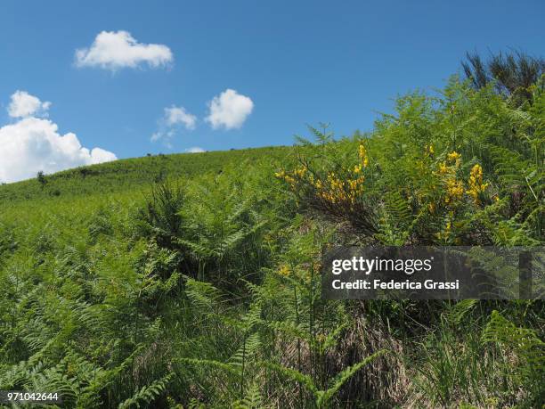 blue sky and green ferns on monte carza - cannobio stock pictures, royalty-free photos & images