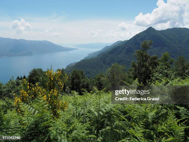 ferns and scotch broom, lake maggiore, northern italy - cannobio foto e immagini stock