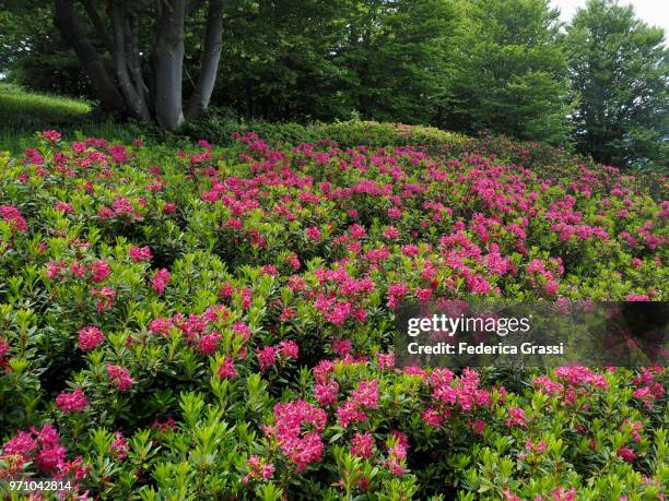 flowering wild rhododendrons on mount morissolino, lake maggiore, northern italy - cannobio foto e immagini stock