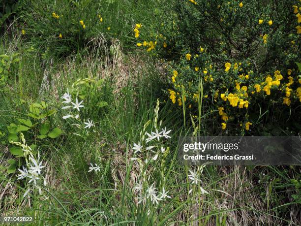 paradisea liliastrum (wild lily) - cannobio fotografías e imágenes de stock