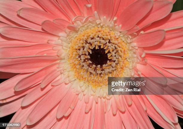 extreme close-up of a single pink gerbera daisy - radial symmetry ストックフォトと画像
