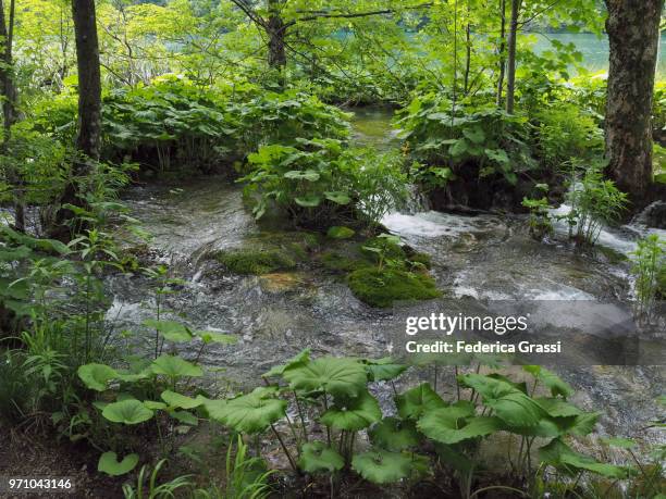 butterbur (petasites hybridus) - petasites stock pictures, royalty-free photos & images