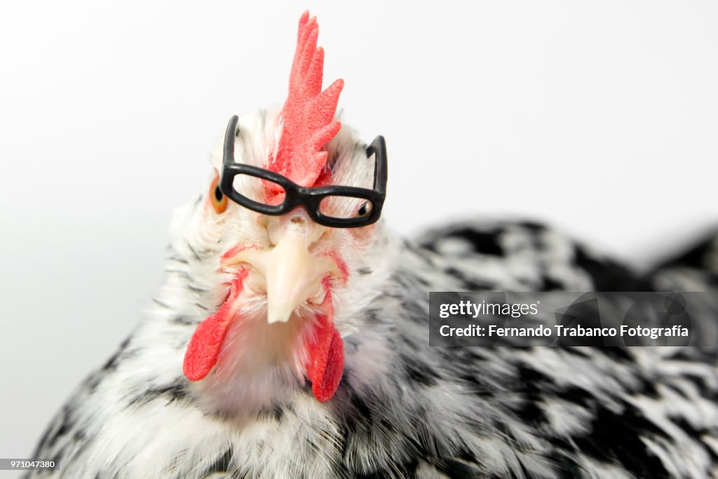 Myopic animal with glasses