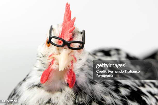 myopic animal with glasses - miope and humor fotografías e imágenes de stock