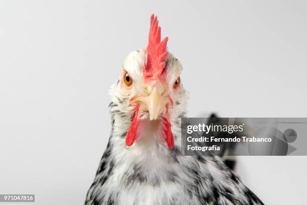 hen portrait - hen and chicks stock-fotos und bilder