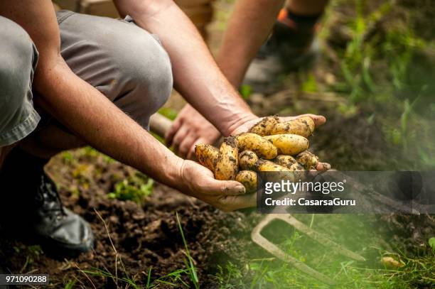 senior man picking up organic homegrown potato - harvesting stock pictures, royalty-free photos & images