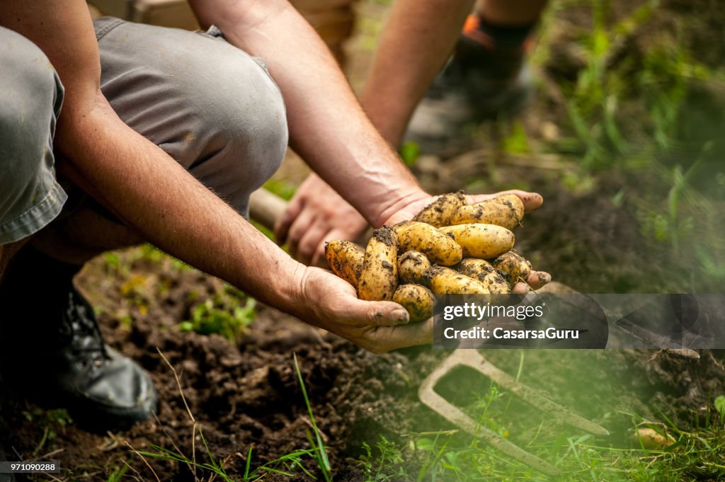 Senior mannen plocka upp ekologiska hemodlade potatis