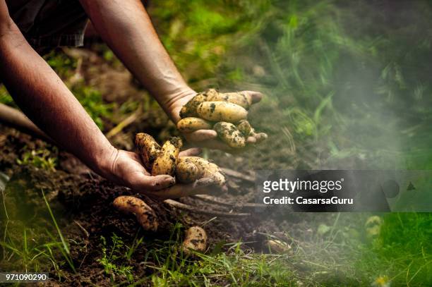 senior mannen plocka upp ekologiska hemodlade potatis - rå potatis bildbanksfoton och bilder