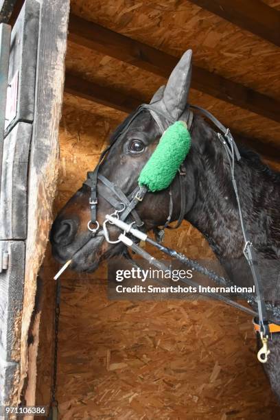 close-up of a black horse head smoking a cigarette - camorra foto e immagini stock
