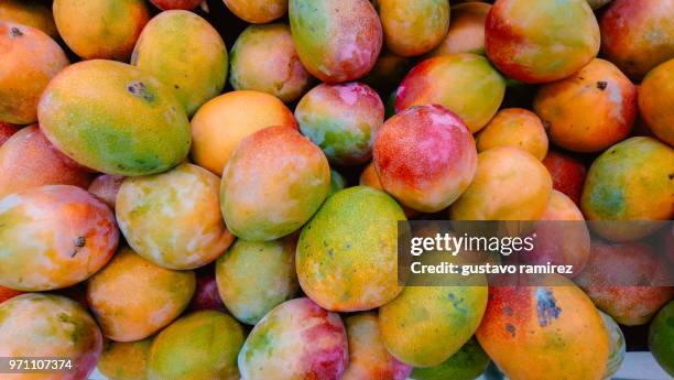 detail shot of mangoes - mango fruit stock pictures, royalty-free photos & images