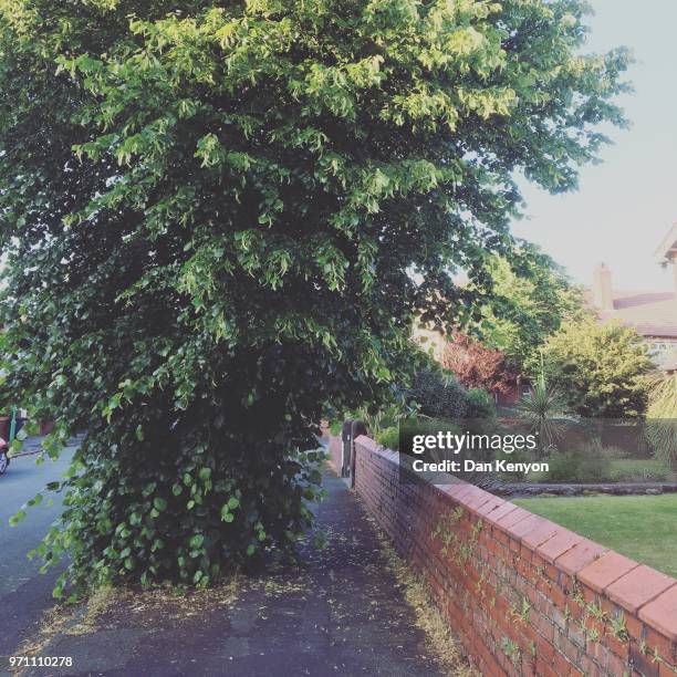 lime tree on suburban road - dan kenyon bildbanksfoton och bilder