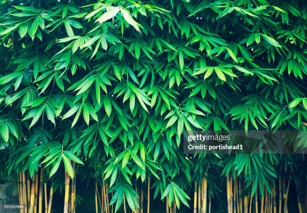 Bamboo
