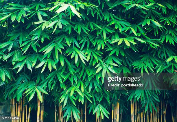 bamboo - bamboo forest stock pictures, royalty-free photos & images
