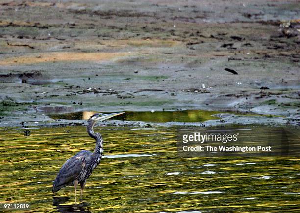 Drought Photos by Michael Williamson NEG#00000 9/22/05 -- A Blue Heron rests in the low waters of the Rocky Gorge Reservoir near Burtonsville, MD. A...