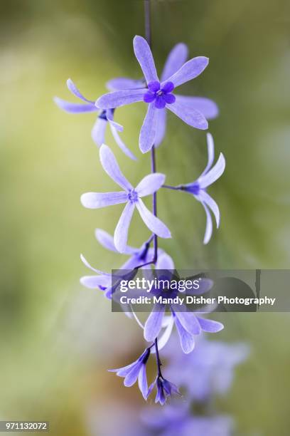 petrea volubilis - volubilis stock pictures, royalty-free photos & images