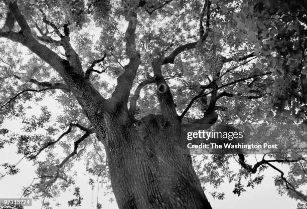 The view looking up at a 142 ft. Tall White Ash that was planted when George Washington lived at Mt. Vernon. The tree is among the 13 George...