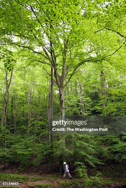 Photographer: Tracy A. Woodward/TWP. NEGATIVE NUMBER: 168243 Fairfax, VA. For June 2 fairfax Extra cover story on some of the biggest trees on...