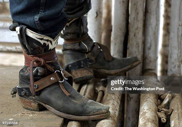 Bull Riding Boot Straps Bull Riding Photos and Premium High Res Pictures - Getty Images