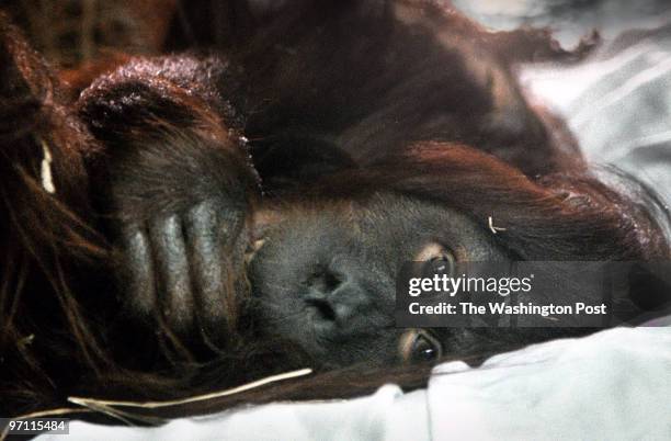 Iris, the orangutan, was operated on by Dr. Craig Winkel, the head of OB-GYN at Georgetown Hospital. She is pictured in the "think tank" exhibit at...