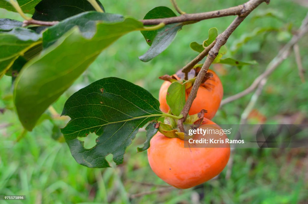 High resolution photograph horizontal, persimmon fruit still stuck to the branch of the tree, on clear day of sun in são paulo in brazil