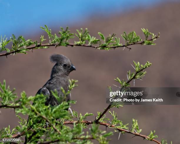 the grey lourie also called the grey go-away bird due to its distinctive sound is a common bird of southern africa. - go away kort fras bildbanksfoton och bilder
