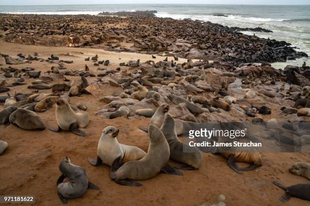 one of the largest colonies of cape fur seals (arctocephalus pusillus) in the world, atlantic coast, cape cross, namibia - james strachan stock pictures, royalty-free photos & images