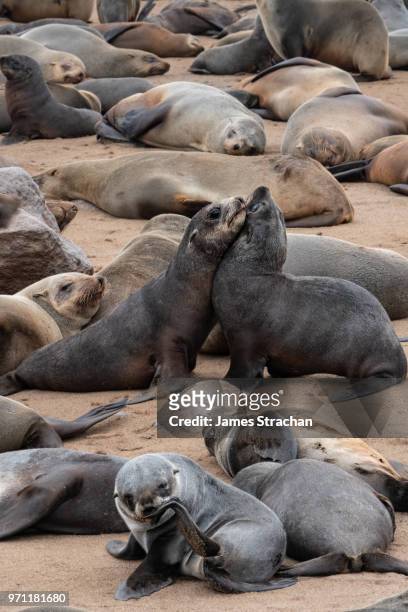 affectionate seal pups at one of the largest colonies of cape fur seals (arctocephalus pusillus)  in the world, atlantic coast, cape cross, namibia - james strachan stock pictures, royalty-free photos & images