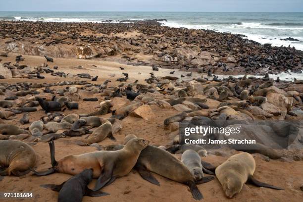 one of the largest colonies of cape fur seals (arctocephalus pusillus) in the world, atlantic coast, cape cross, namibia - james strachan stock pictures, royalty-free photos & images