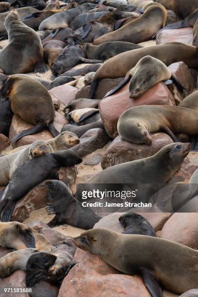 seal slumber party at one of the largest colonies of cape fur seals (arctocephalus pusillus)  in the world, atlantic coast, cape cross, namibia - james strachan stock pictures, royalty-free photos & images