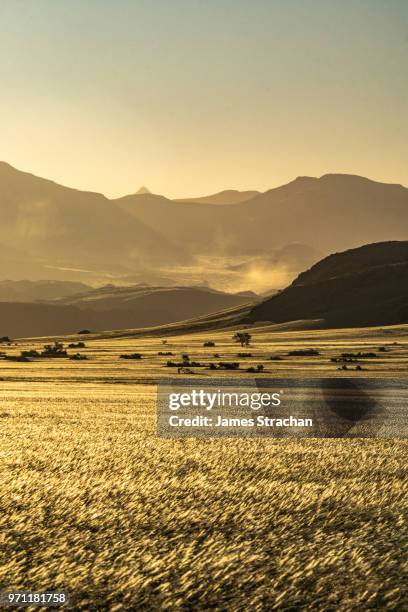 plains of white sour grass blow in the wind, with hazy mountains and dust plumes behind, in dusk light, near twyfelfontien, namibia - james strachan stock pictures, royalty-free photos & images