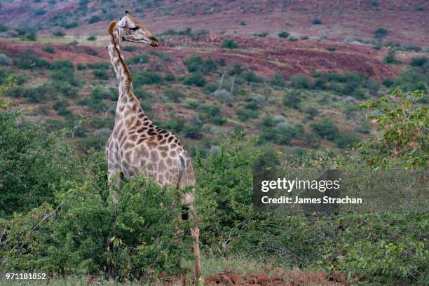 giraffe twisting its neck round on alert, etendeka, namibia - james strachan stock pictures, royalty-free photos & images