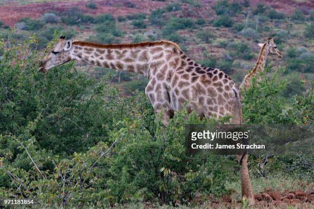 giraffes eating from bushes, etendeka, namibia - james strachan stock pictures, royalty-free photos & images