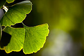 Close-up of Ginkgo biloba leaves back lit