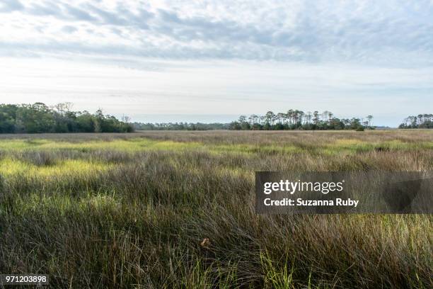 Shellmound Cedar Key Cedar Key Photos and Premium High Res Pictures - Getty Images