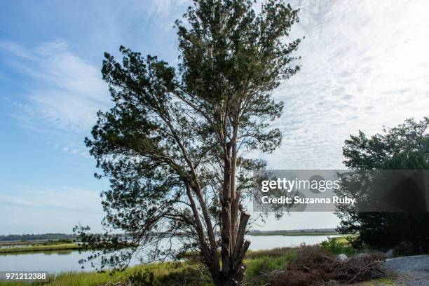 Shellmound Cedar Key Cedar Key Photos and Premium High Res Pictures - Getty Images