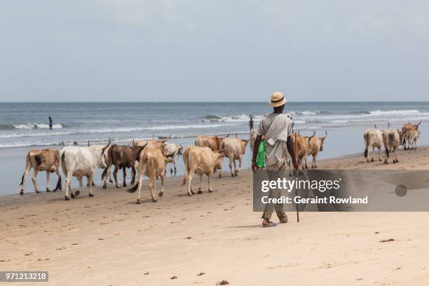 walking the animals, down by the sea, the gambia - geraint rowland fotografías e imágenes de stock